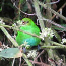 Image of Rufous-winged Tanager