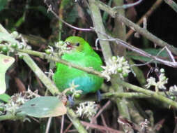 Image of Rufous-winged Tanager