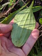 Image of White Indian Plantain