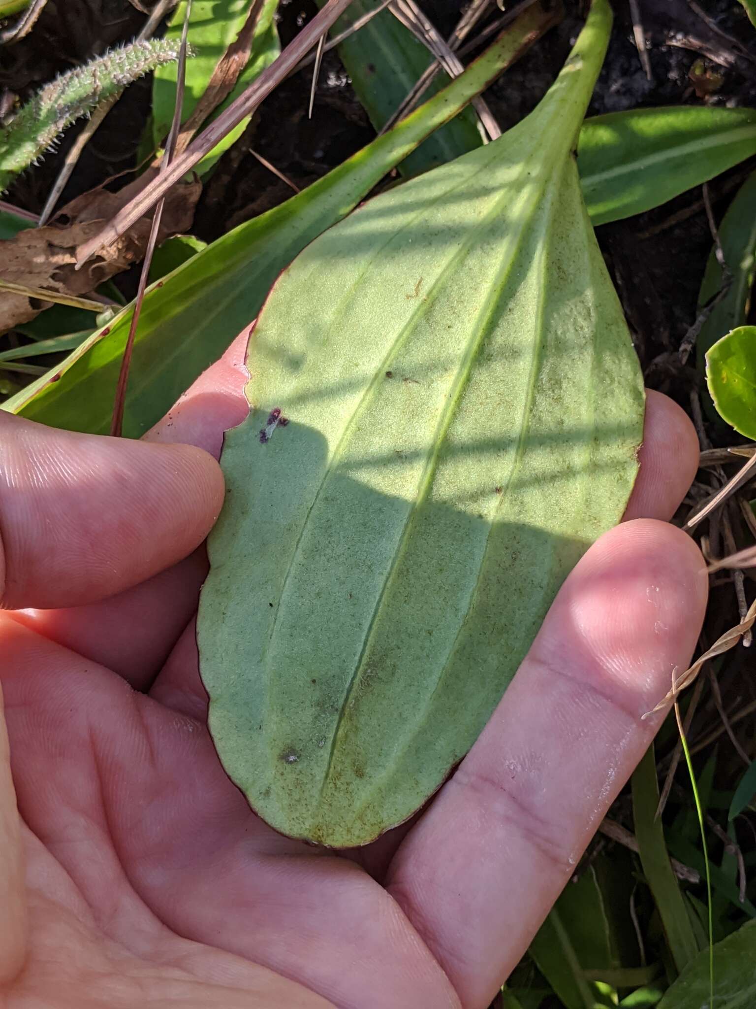 Image of White Indian Plantain