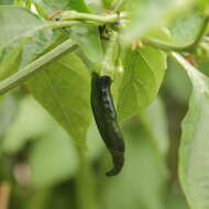 Image of cayenne pepper