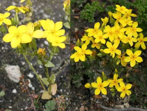 Image of Sebaea exacoides (L.) Schinz