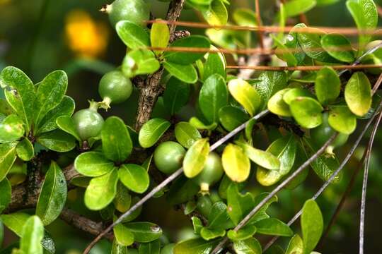 Image de Randia chiapensis Standl.