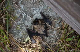 Image of Northern Bat