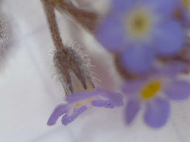 Слика од Myosotis arvensis (L.) Hill