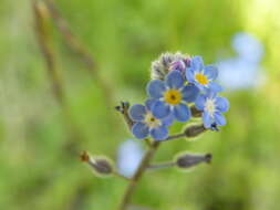 Слика од Myosotis arvensis (L.) Hill