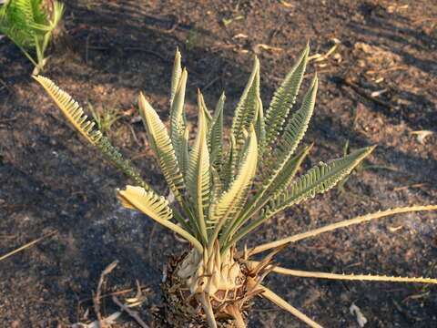 Image of Cycas armstrongii Miq.