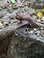 Image of broad-eared bat