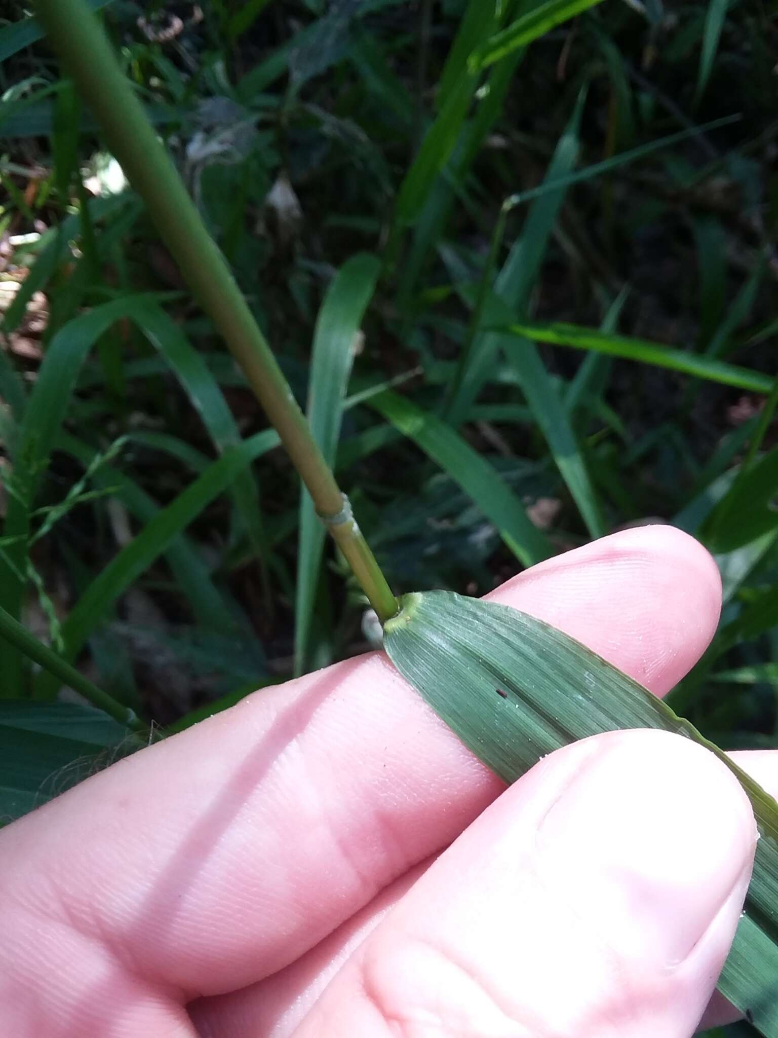 Sivun Leersia lenticularis Michx. kuva