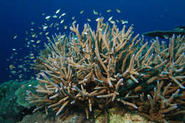 Image of Staghorn Coral