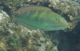 Image of Black-ear wrasse