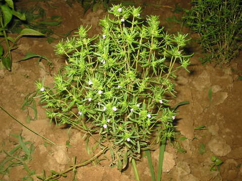 Image of summer savory