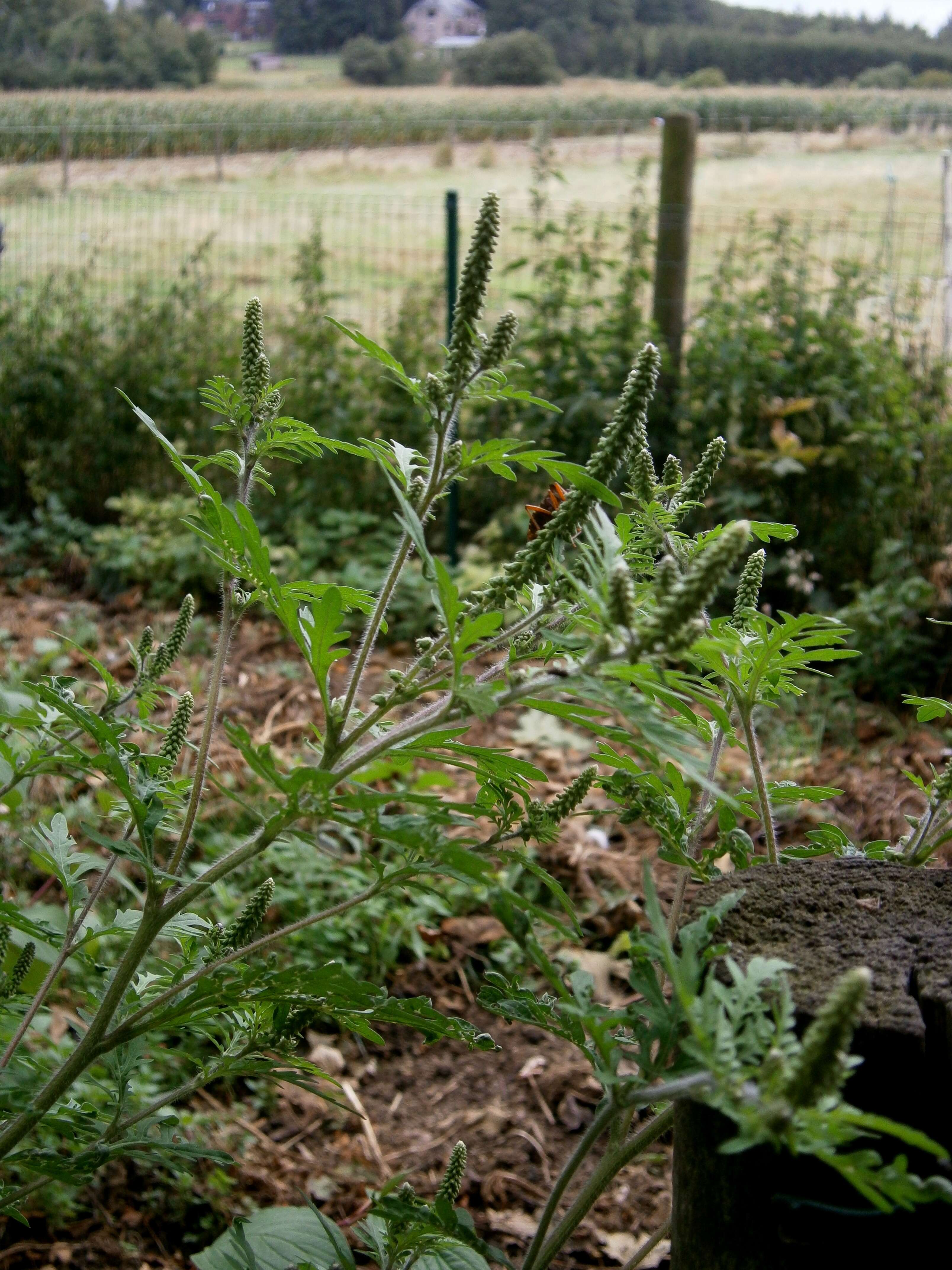 Image of annual ragweed