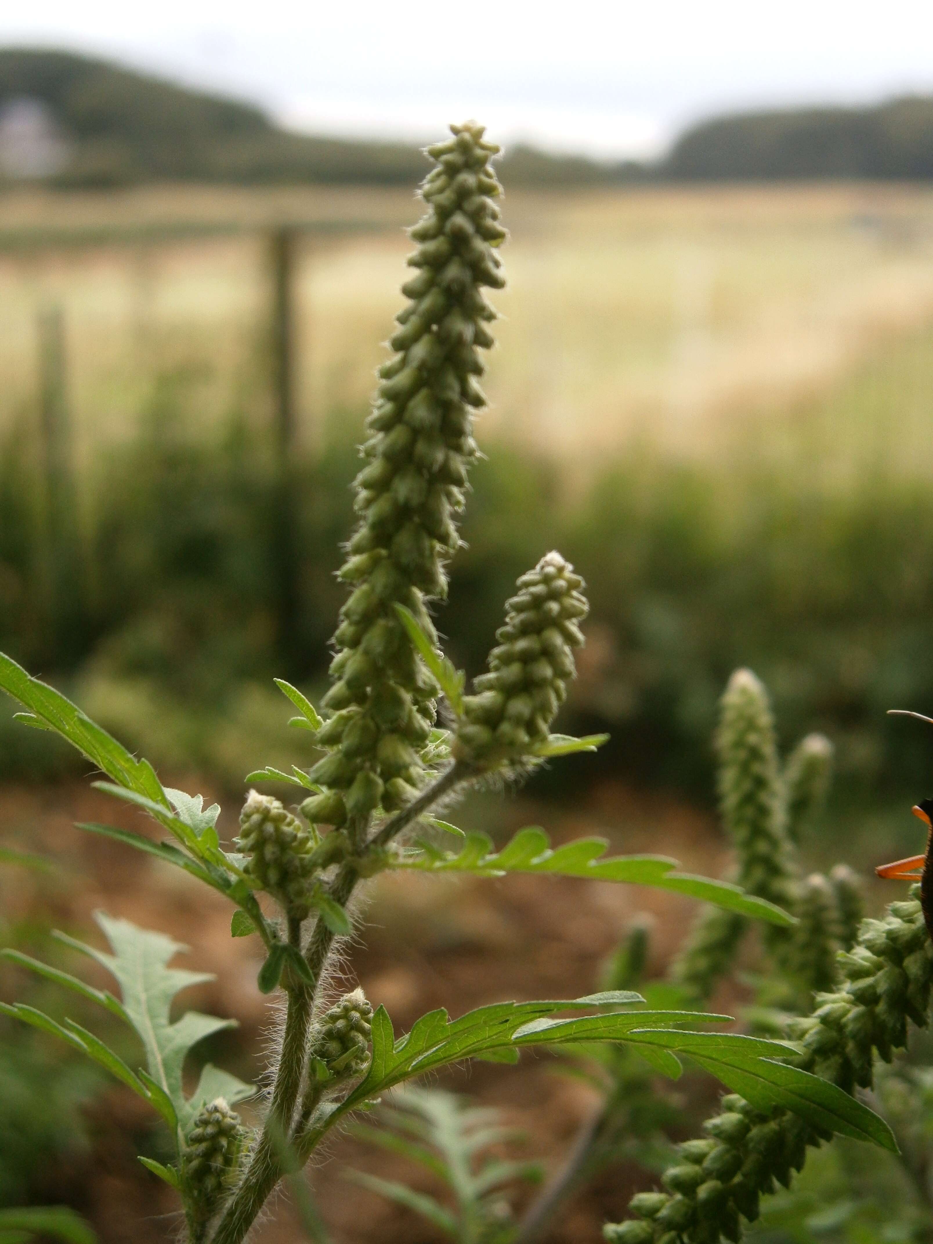 Image of annual ragweed