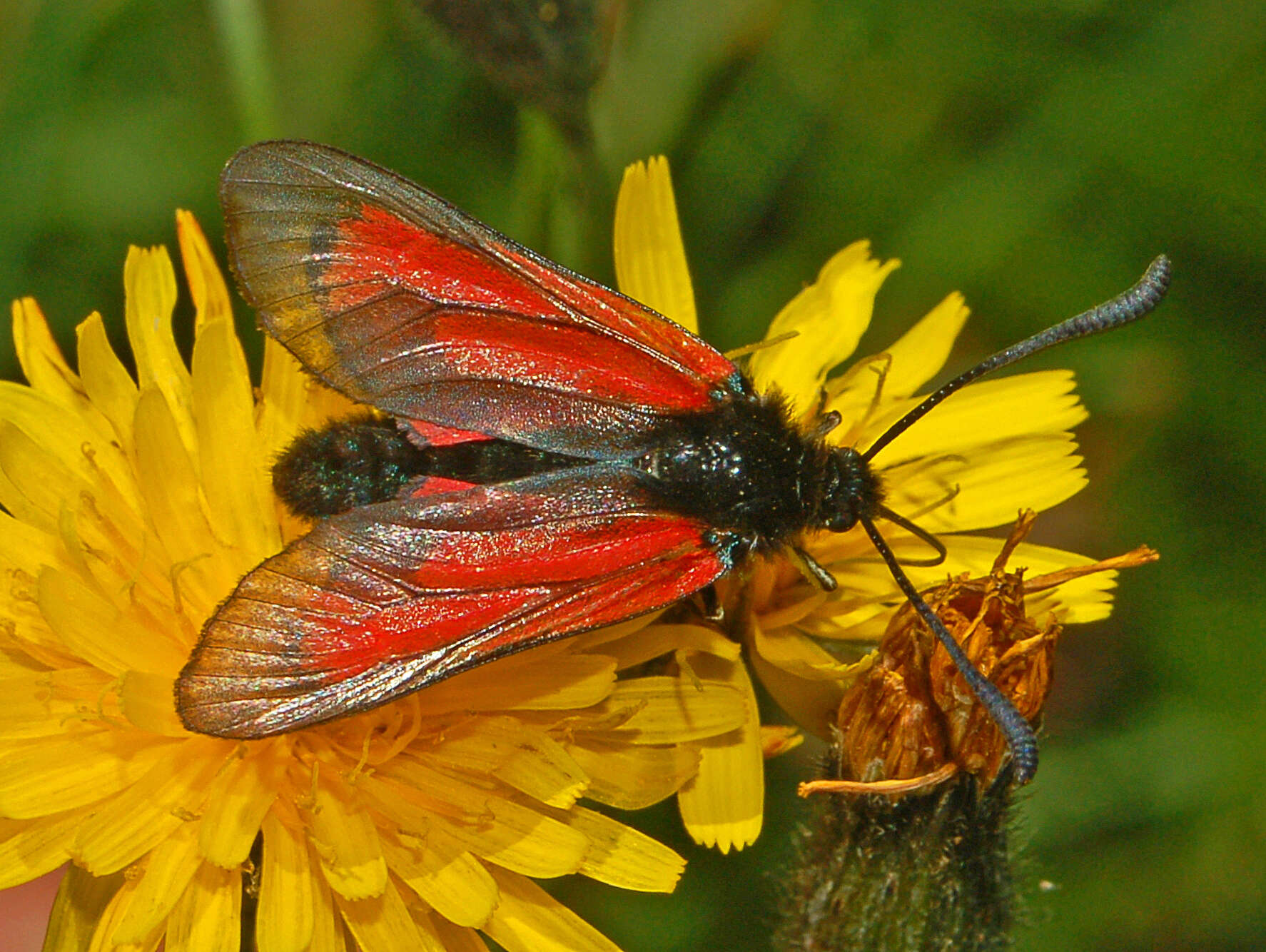 Plancia ëd Zygaena purpuralis Brünnich 1763