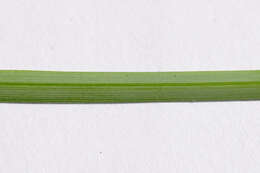 Image of carnation sedge