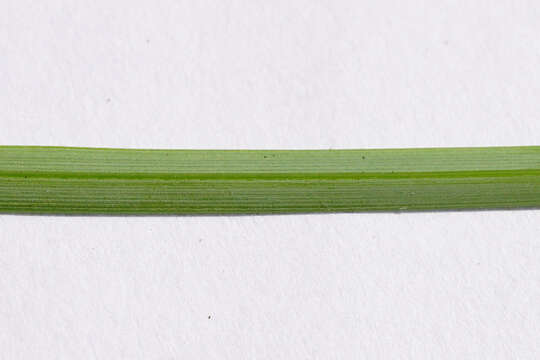 Image of carnation sedge