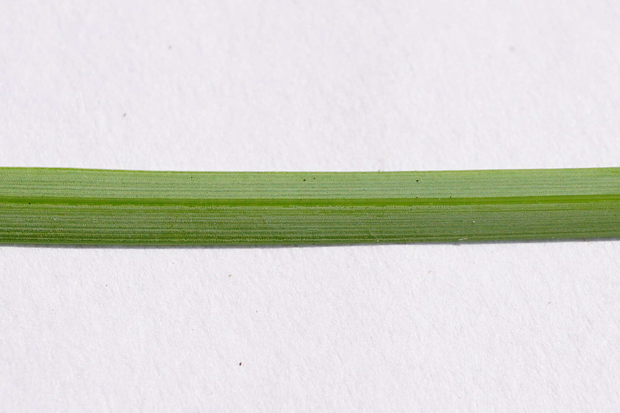 Image of carnation sedge