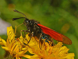 Plancia ëd Zygaena purpuralis Brünnich 1763