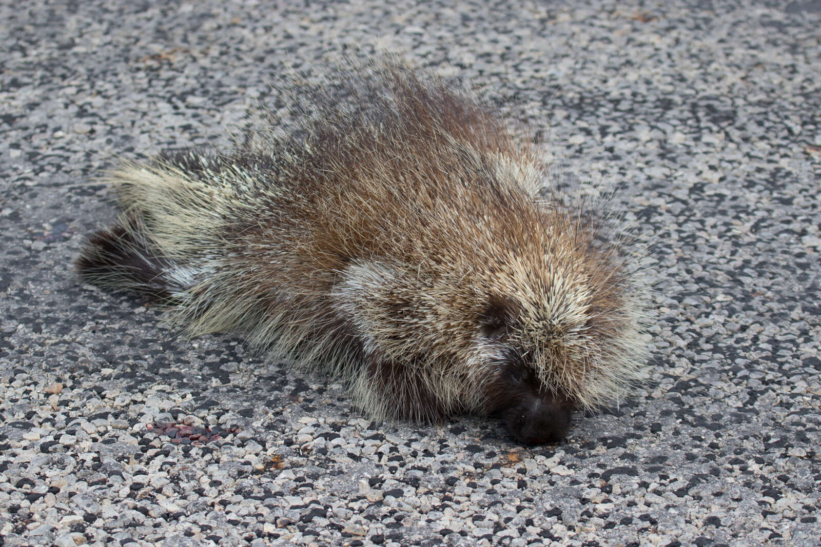 Image of North American porcupine