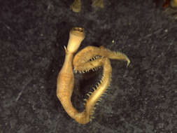 Glycera nana Johnson 1901 resmi