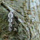 Image of Ethmia sphenisca Powell 1973