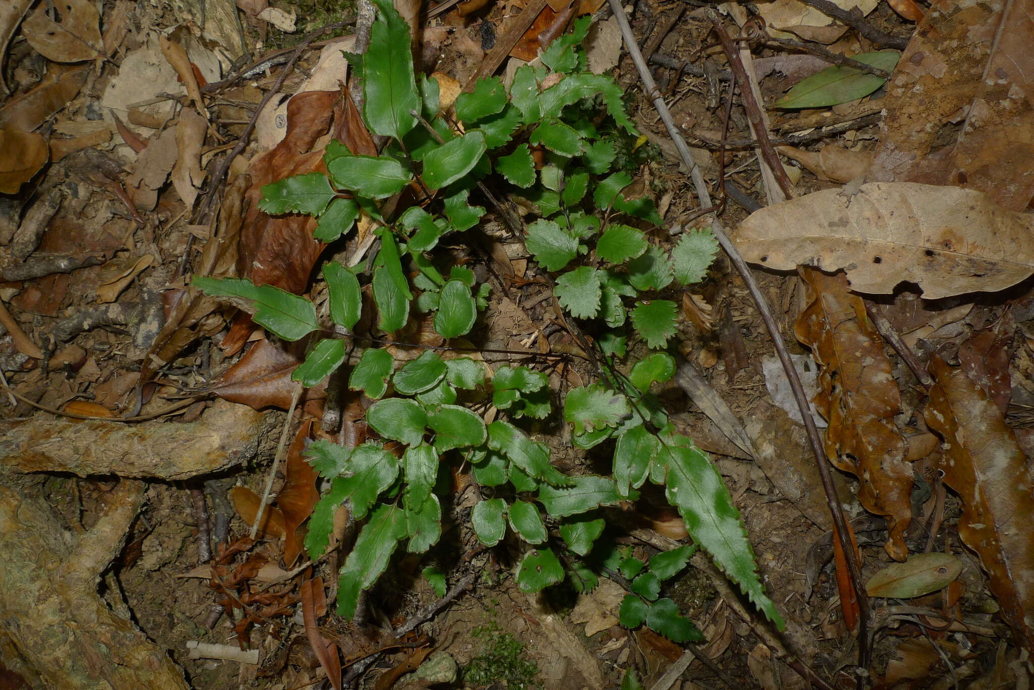 Image of Lindsaea vieillardii Mett.