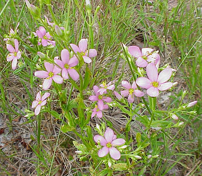 Sabatia brachiata Ell. resmi