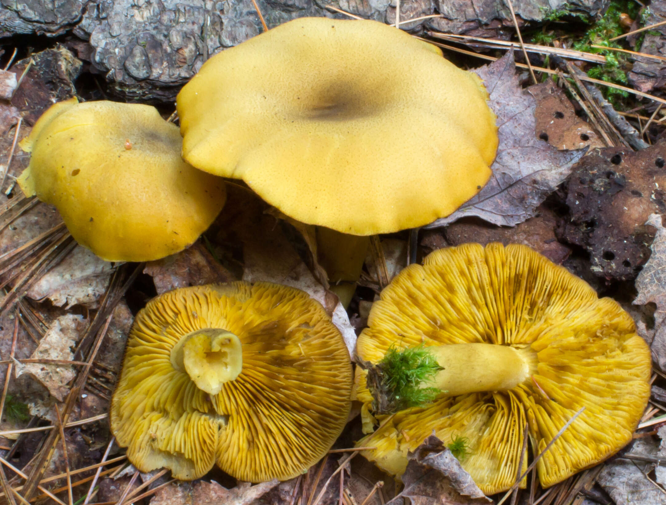 Tricholomopsis decora (Fr.) Singer 1939 resmi