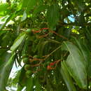 Sivun Damburneya salicifolia (Kunth) Trofimov & Rohwer kuva
