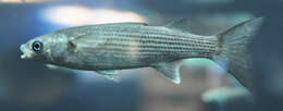 Image of Leaping Gray Mullet