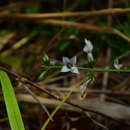 Image of Coutoubea ramosa Aubl.