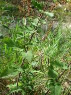 Слика од Teucrium scorodonia L.