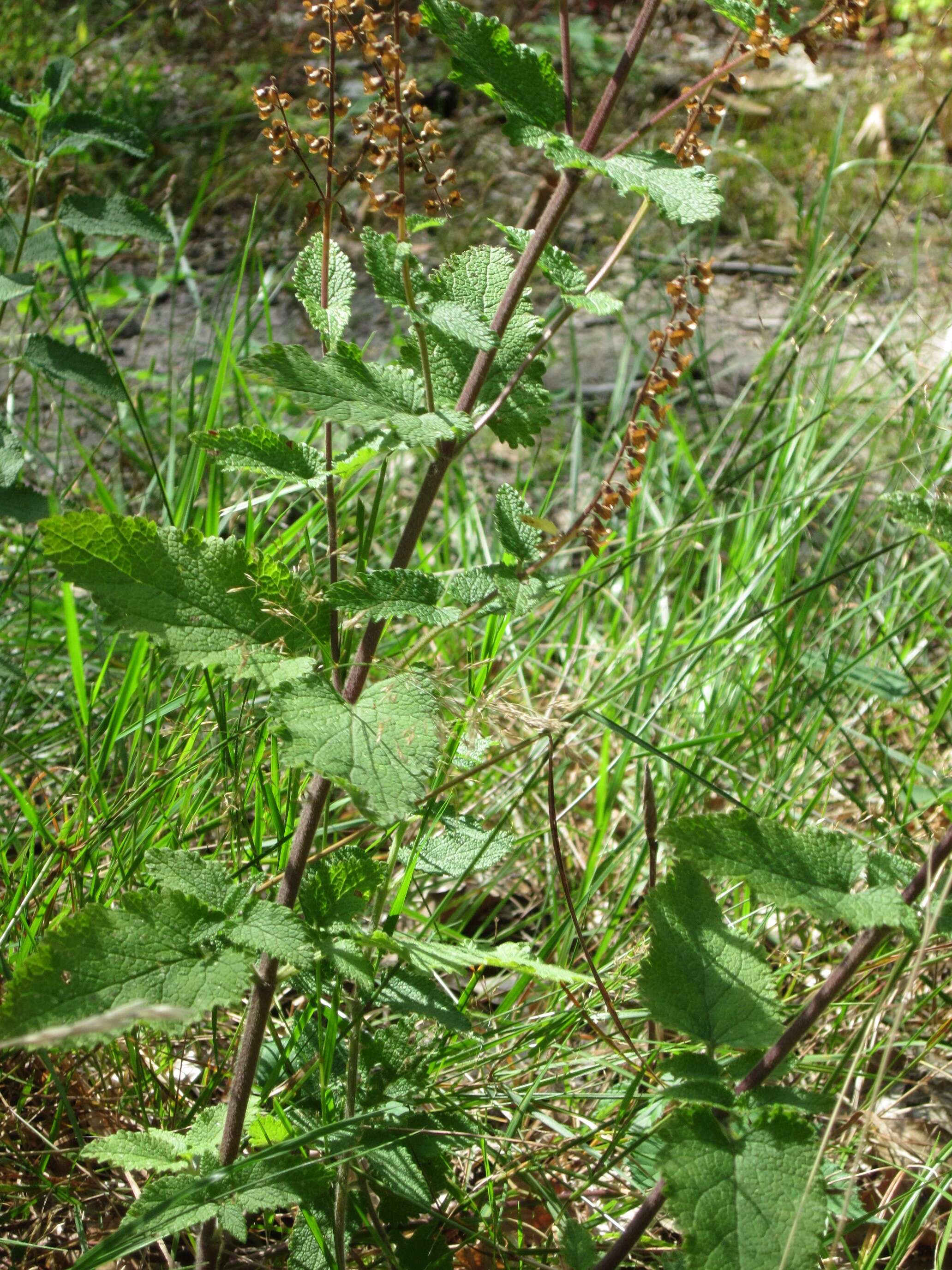 Слика од Teucrium scorodonia L.