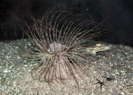 Image of Mediterranean cerianthid