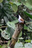 Image of Collared Treepie