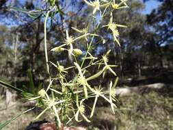 Image of Clematis decipiens H. Eichler ex Jeanes