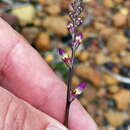 Image of Ixia scillaris L.