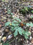 Imagem de Aconitum reclinatum A. Gray