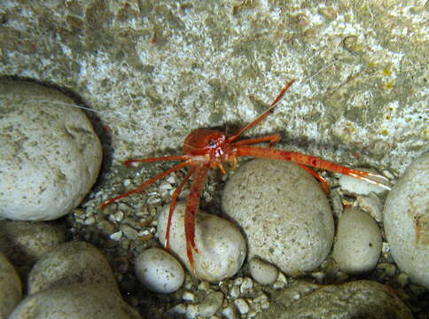 Image of rugose squat lobster