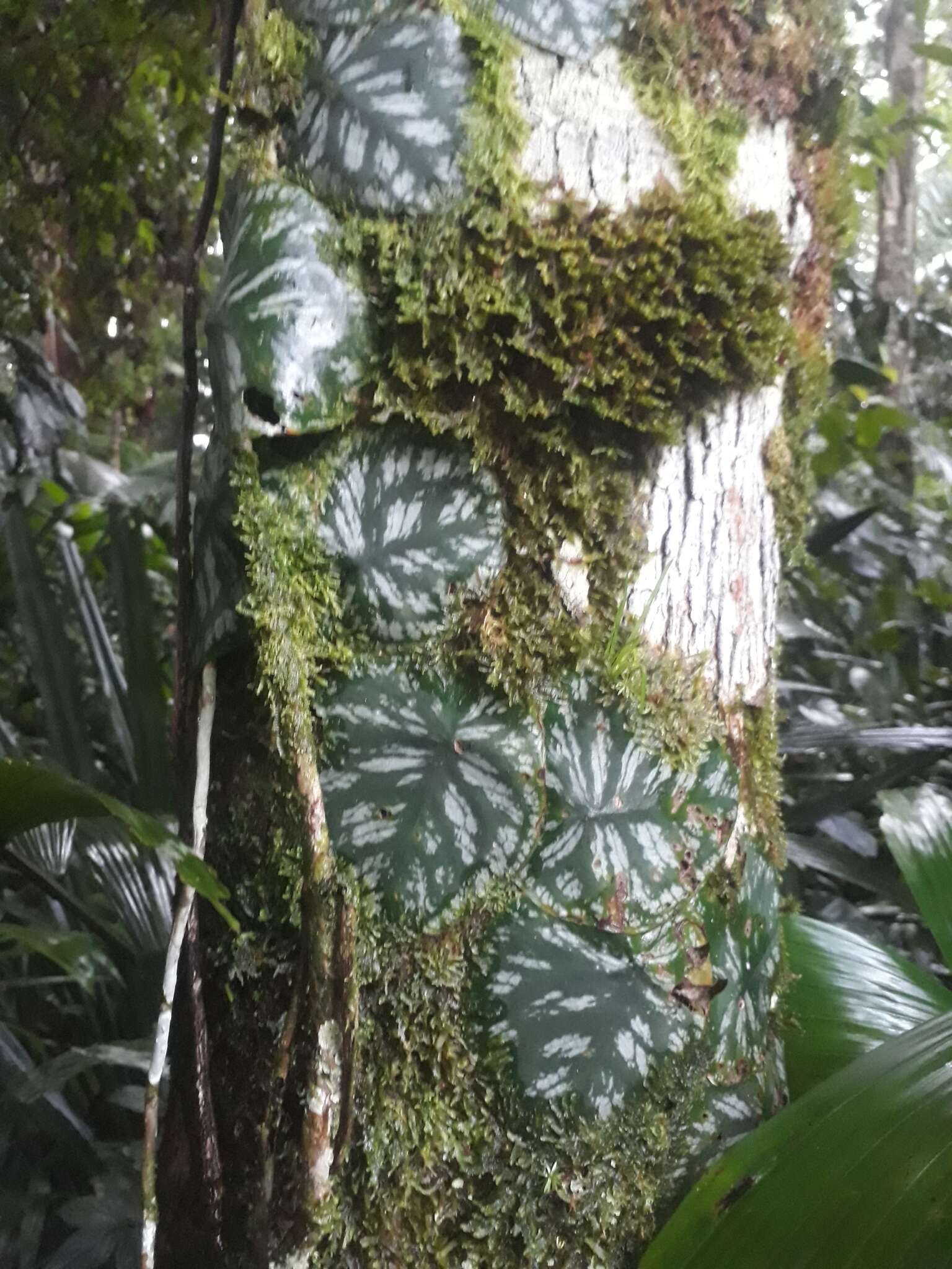 Monstera tuberculata var. brevinoda (Standl. & L. O. Williams) Madison的圖片