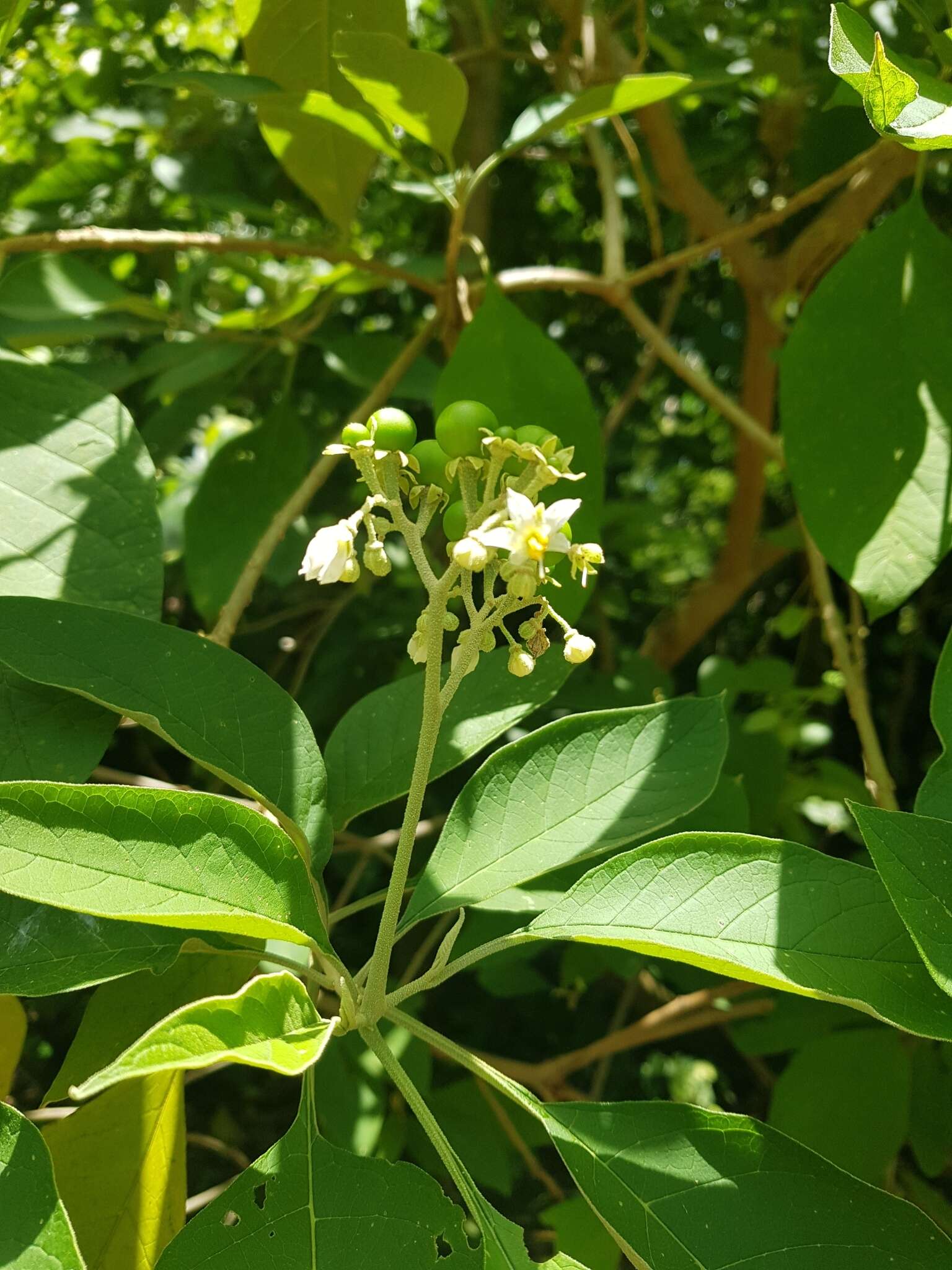 Plancia ëd Solanum hazenii Britton