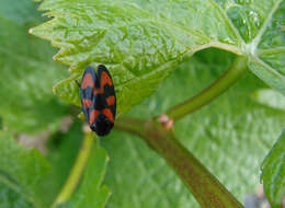 Image of Red-and-black Froghopper