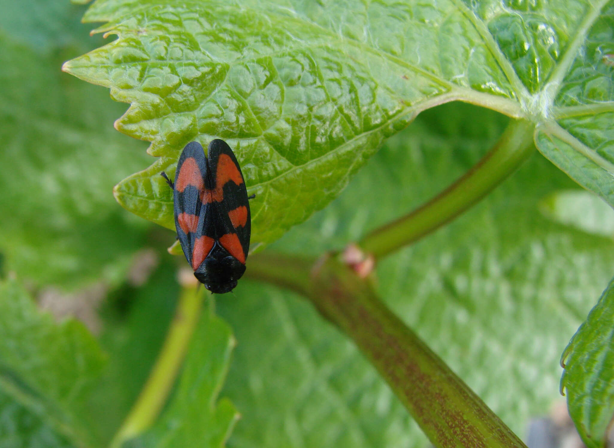 Image of Red-and-black Froghopper