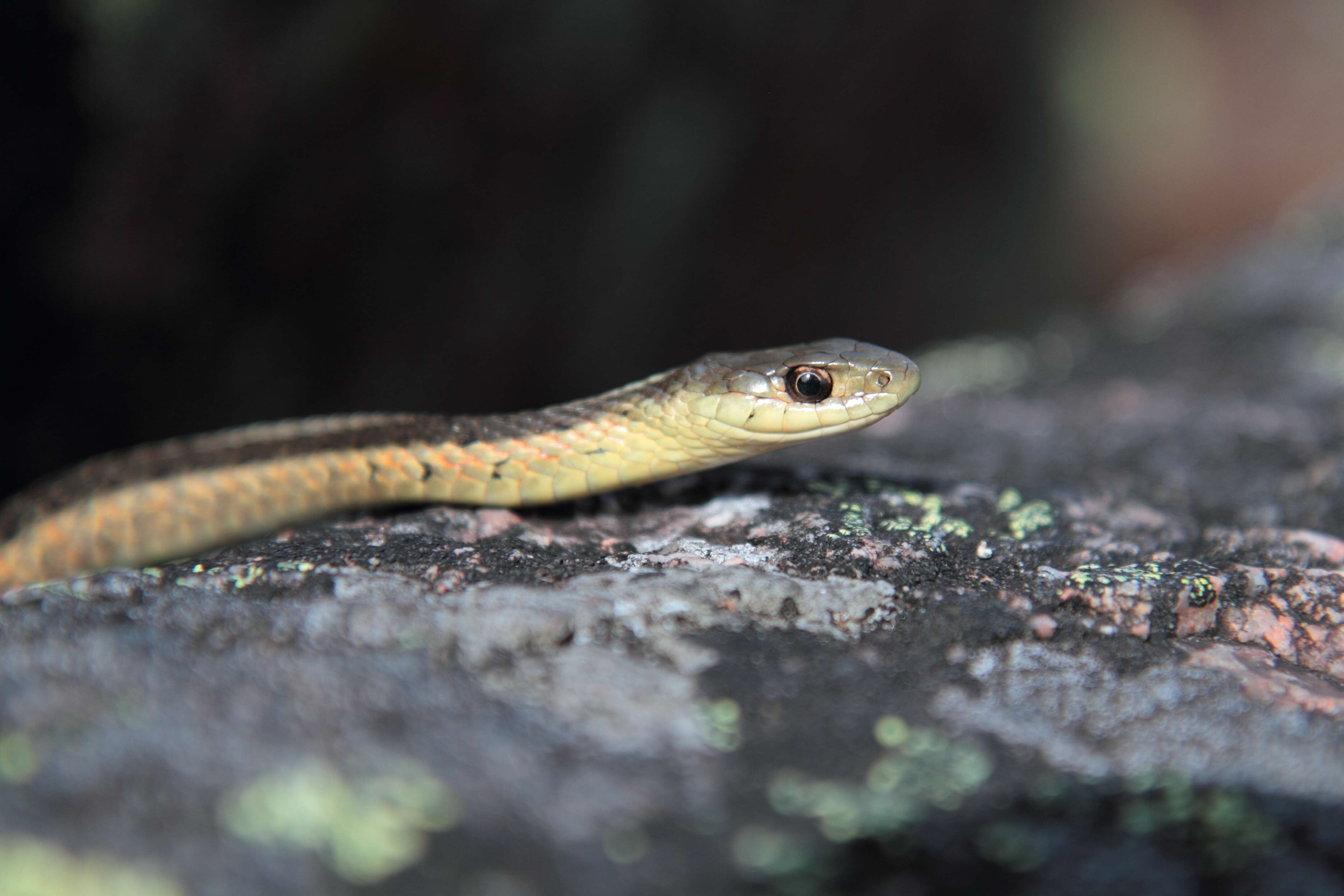 Image of Common Garter Snake