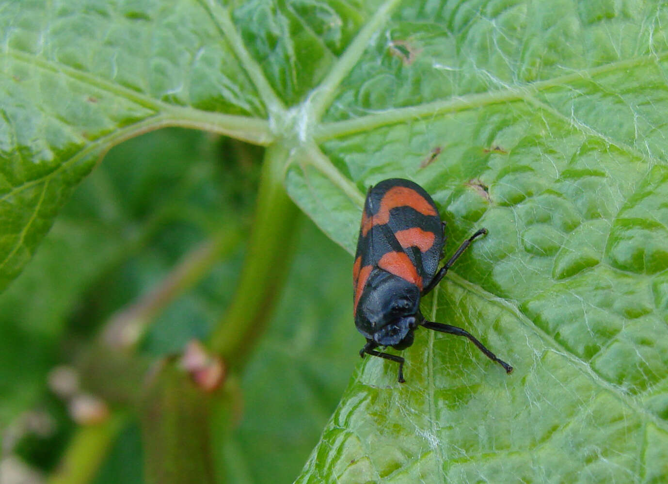Image of Red-and-black Froghopper