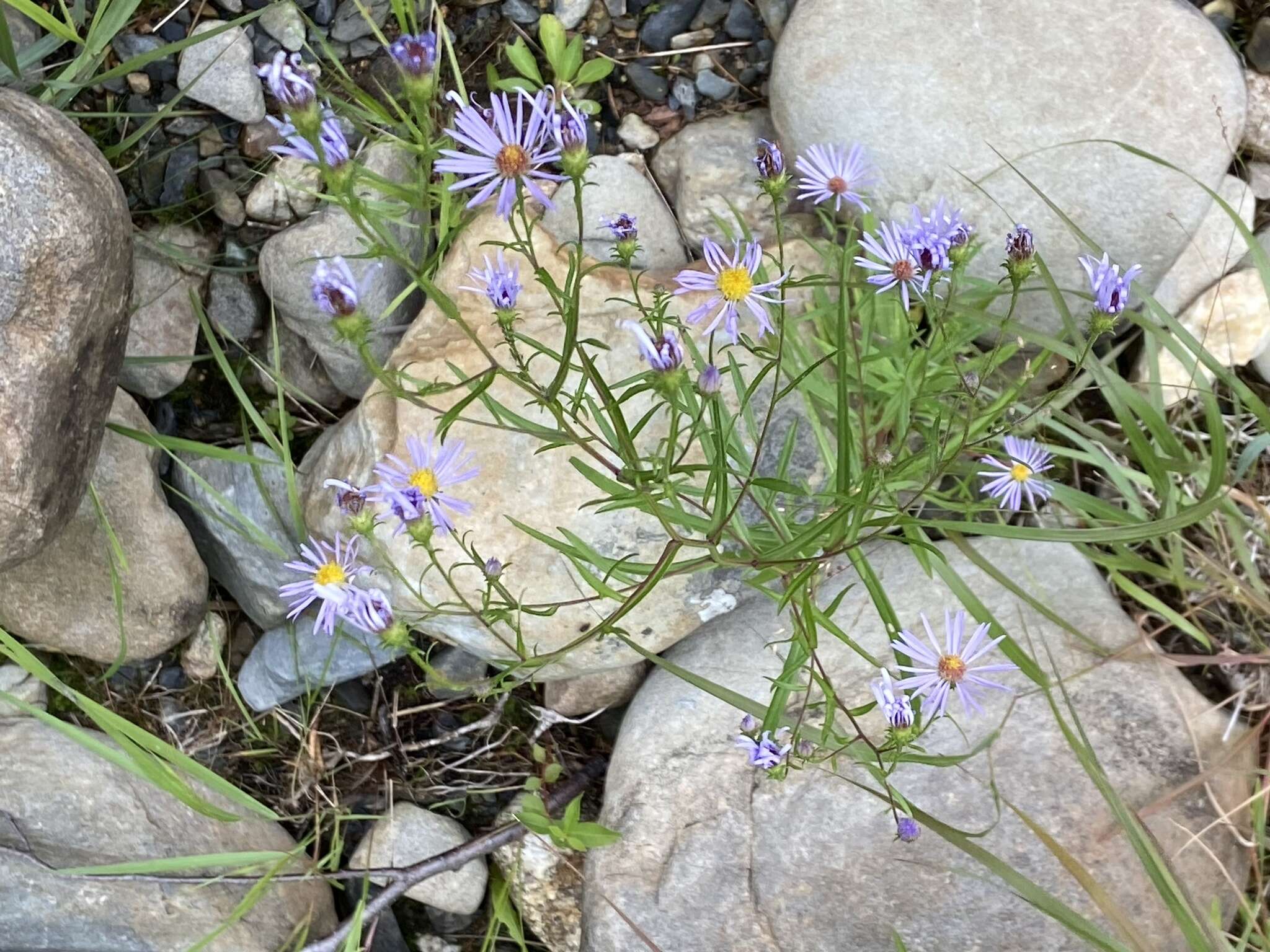 Image of Newfoundland aster