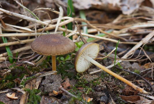 Image of Strobilurus tenacellus (Pers.) Singer 1962