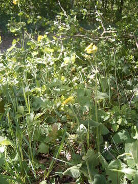 Doronicum pardalianches L. resmi