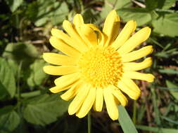 Imagem de Doronicum pardalianches L.